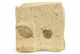 Fossil Plant Leaf Plate - McAbee, BC #276369-1